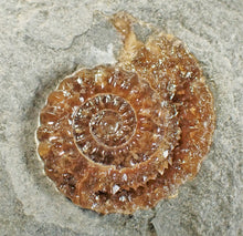 Load image into Gallery viewer, Amazing large "Popped" calcite Promicroceras ammonite display pieces