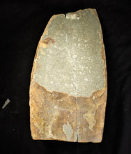 Load image into Gallery viewer, Amazing large "Popped" calcite Promicroceras ammonite display pieces