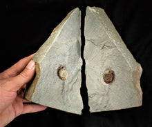 Load image into Gallery viewer, Amazing large "Popped" calcite Promicroceras ammonite display pieces