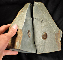 Load image into Gallery viewer, Amazing large "Popped" calcite Promicroceras ammonite display pieces