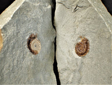 Load image into Gallery viewer, Amazing large "Popped" calcite Promicroceras ammonite display pieces