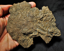 Load image into Gallery viewer, Big detailed crinoid fossil (137 mm)