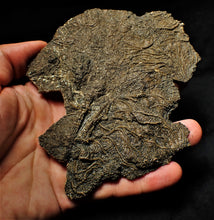Load image into Gallery viewer, Big detailed crinoid fossil (137 mm)