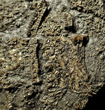 Load image into Gallery viewer, Big detailed crinoid fossil (137 mm)
