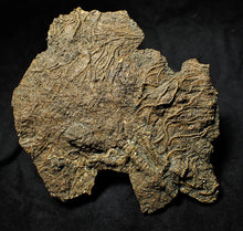 Load image into Gallery viewer, Big detailed crinoid fossil (137 mm)