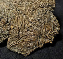 Load image into Gallery viewer, Big detailed crinoid fossil (137 mm)