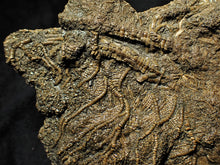 Load image into Gallery viewer, Big detailed crinoid fossil (137 mm)
