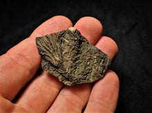 Load image into Gallery viewer, Rare 3D crinoid fossil (47 mm)