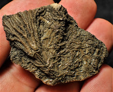 Load image into Gallery viewer, Rare 3D crinoid fossil (47 mm)