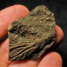 Load image into Gallery viewer, Rare 3D crinoid fossil (47 mm)