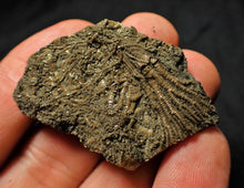 Load image into Gallery viewer, Rare 3D crinoid fossil (47 mm)