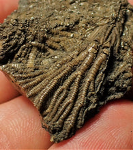 Load image into Gallery viewer, Rare 3D crinoid fossil (47 mm)