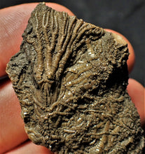 Load image into Gallery viewer, Rare 3D crinoid fossil (47 mm)