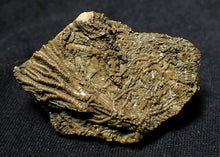 Load image into Gallery viewer, Rare 3D crinoid fossil (47 mm)