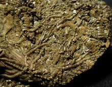 Load image into Gallery viewer, Rare 3D crinoid fossil (47 mm)