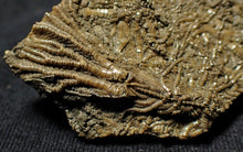 Load image into Gallery viewer, Rare 3D crinoid fossil (47 mm)