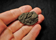 Load image into Gallery viewer, Detailed pyrite crinoid head fossil (38 mm)
