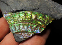 Load image into Gallery viewer, Green/blue iridescent Caloceras display ammonite
