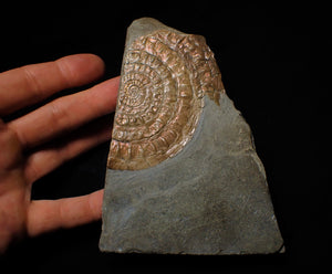 Large copper iridescent Caloceras display ammonite