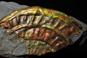 Fiery iridescent Caloceras display ammonite
