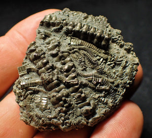 Detailed chunky pyrite crinoid fossil (50 mm)