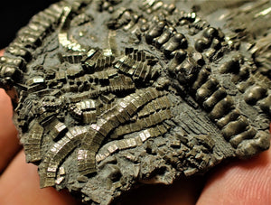 Detailed chunky pyrite crinoid  fossil (71 mm)