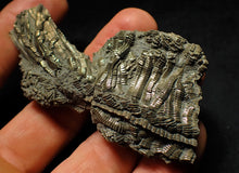 Load image into Gallery viewer, Detailed chunky pyrite crinoid fossil (78 mm)