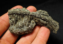 Load image into Gallery viewer, Detailed chunky pyrite crinoid fossil (78 mm)