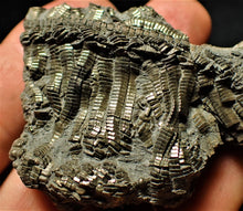 Load image into Gallery viewer, Detailed chunky pyrite crinoid fossil (78 mm)
