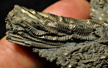 Load image into Gallery viewer, Detailed chunky pyrite crinoid fossil (78 mm)