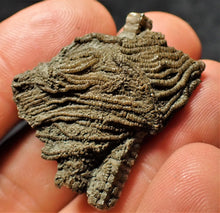 Load image into Gallery viewer, Detailed crinoid head fossil (35 mm)