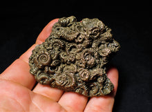 Load image into Gallery viewer, Full pyrite multi-ammonite fossil (64 mm)