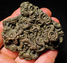 Load image into Gallery viewer, Full pyrite multi-ammonite fossil (64 mm)