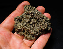 Load image into Gallery viewer, Full pyrite multi-ammonite fossil (64 mm)