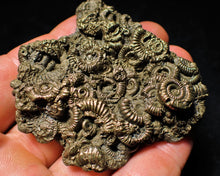Load image into Gallery viewer, Full pyrite multi-ammonite fossil (64 mm)