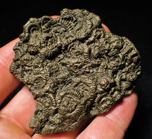 Load image into Gallery viewer, Full pyrite multi-ammonite fossil (64 mm)