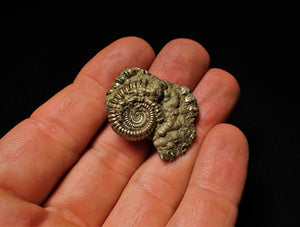 Crucilobiceras pyrite ammonite (33 mm)