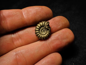 <em>Promicroceras pyritosum</em> ammonite (16 mm)