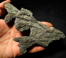 Load image into Gallery viewer, Complete pyrite multi-crinoid fossil (150 mm)