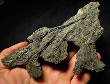 Load image into Gallery viewer, Complete pyrite multi-crinoid fossil (150 mm)