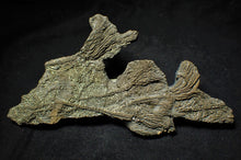 Load image into Gallery viewer, Complete pyrite multi-crinoid fossil (150 mm)