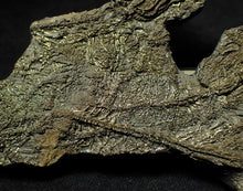 Load image into Gallery viewer, Complete pyrite multi-crinoid fossil (150 mm)