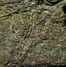 Load image into Gallery viewer, Complete pyrite multi-crinoid fossil (150 mm)
