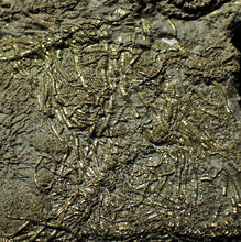 Load image into Gallery viewer, Complete pyrite multi-crinoid fossil (150 mm)
