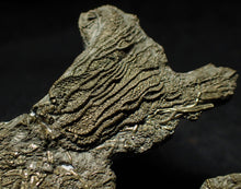 Load image into Gallery viewer, Complete pyrite multi-crinoid fossil (150 mm)