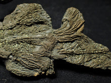 Load image into Gallery viewer, Complete pyrite multi-crinoid fossil (150 mm)