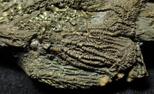 Load image into Gallery viewer, Complete pyrite multi-crinoid fossil (150 mm)
