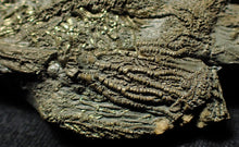 Load image into Gallery viewer, Complete pyrite multi-crinoid fossil (150 mm)
