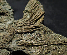 Load image into Gallery viewer, Complete pyrite multi-crinoid fossil (150 mm)