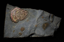 Load image into Gallery viewer, Large iridescent multi-Psiloceras ammonite display piece